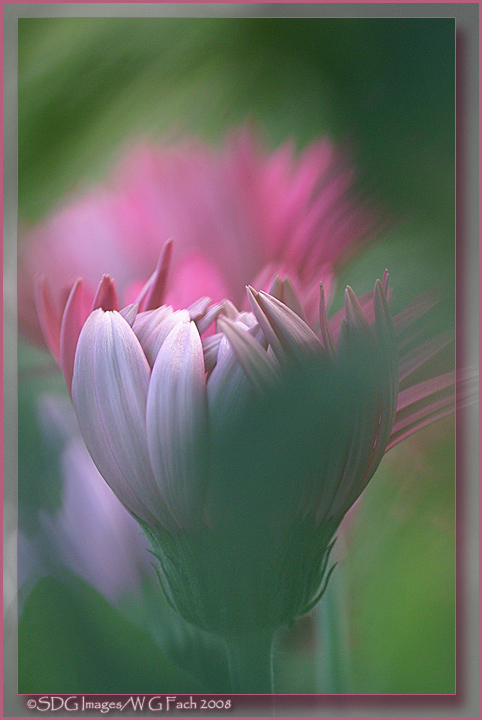 Gerbera Cram 2
