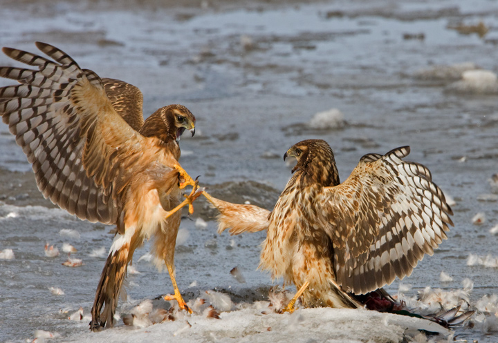 Northern Harrier Food Fight (+ detail post)