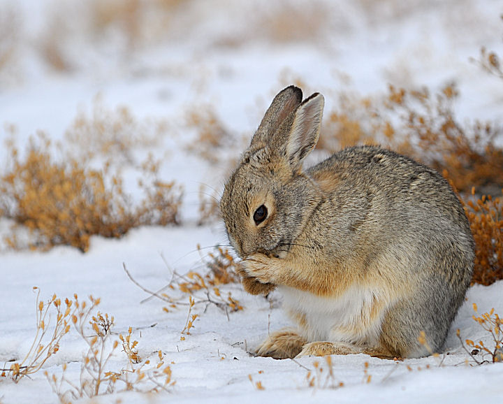 grooming cottontail