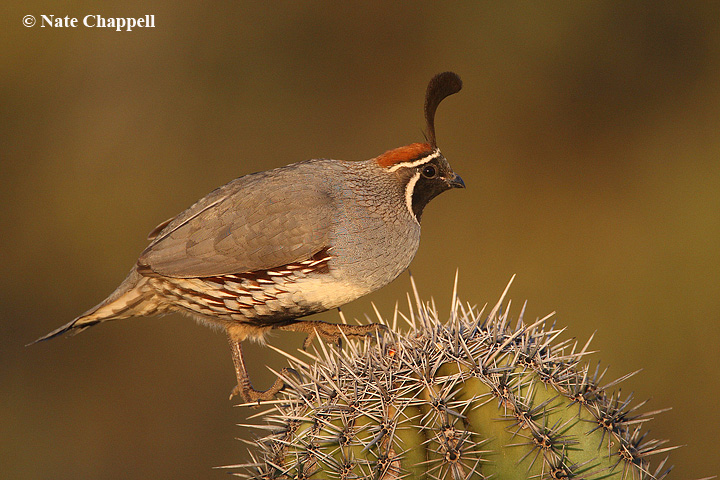 Gambel's Quail on Saguaro