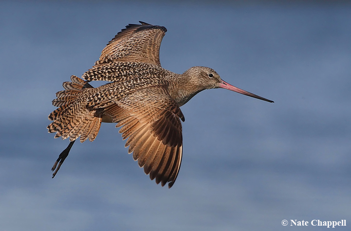 Marbled Godwit