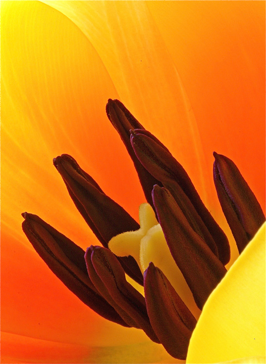 Stamen Stack