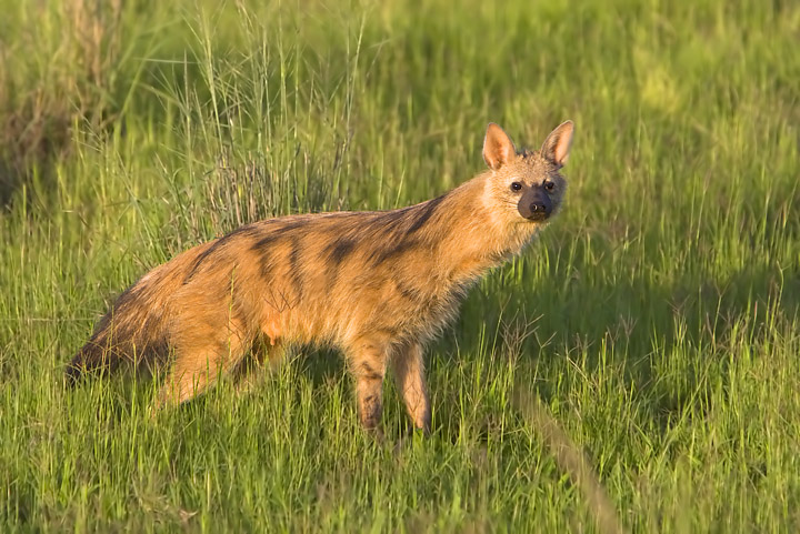 Aardwolf (Proteles cristatus)
