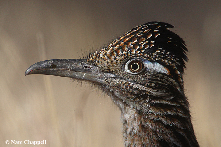Roadrunner