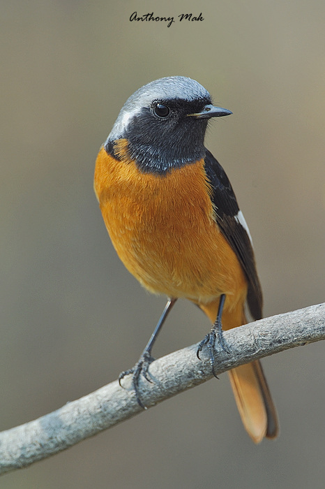 Daurian Redstart - male
