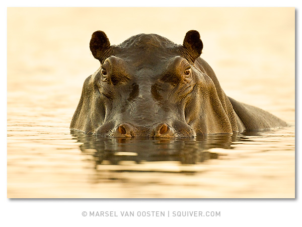 Hippopotamus Amphibius Impressivus
