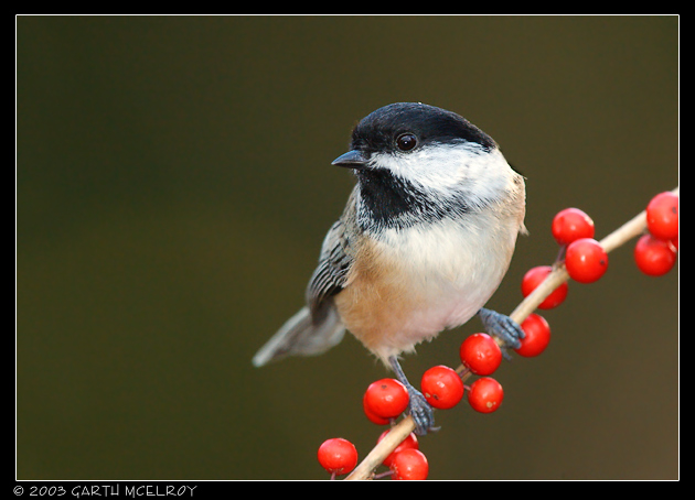 Black-capped Chickadee
