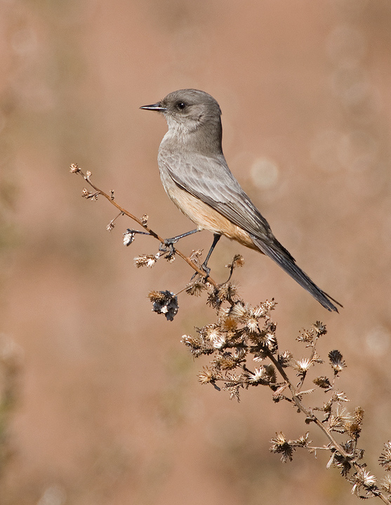 Say's Phoebe