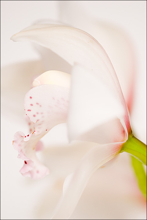 Orchids - another view