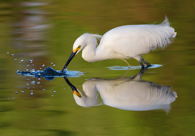 Egret Splash