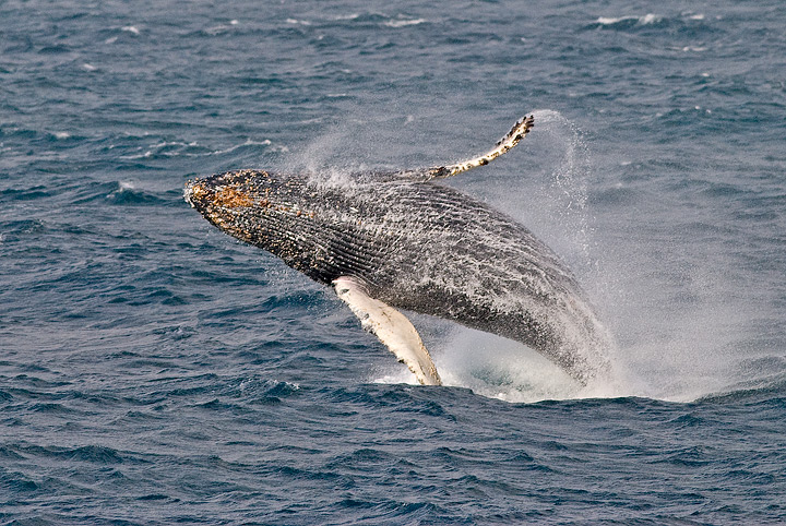 Breaching Humpback Whale