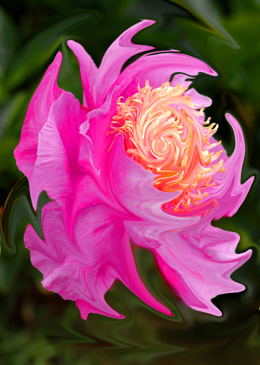 Psychedelic  Peony