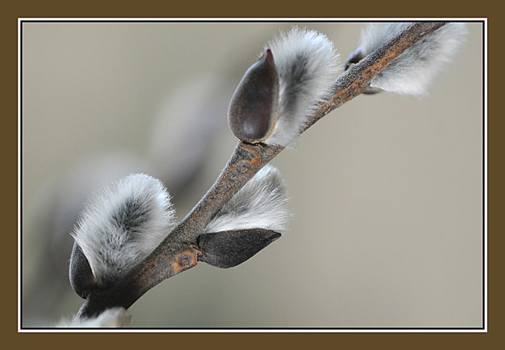 Spring's beginnings