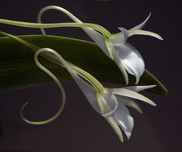 Angraecum leonis