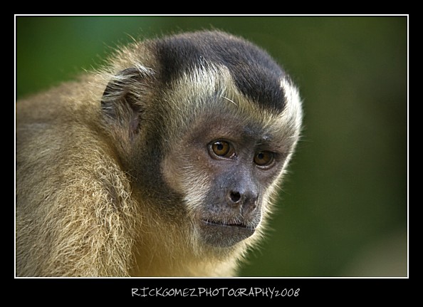 Capuchin Portrait