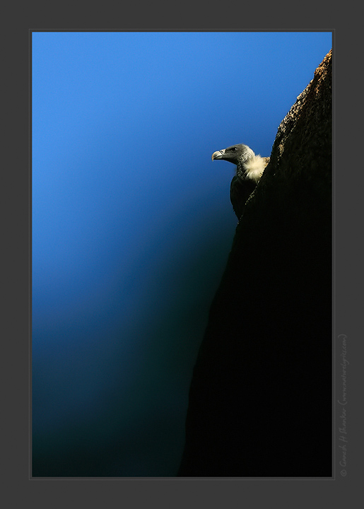 Indian Vulture