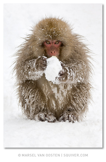 Snow Ball