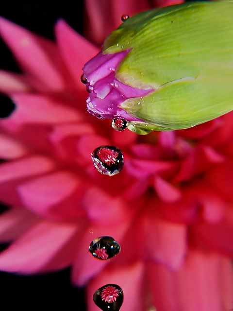 WC #127 Floral drops