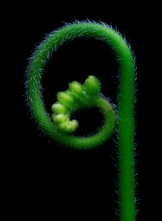  Sundew?