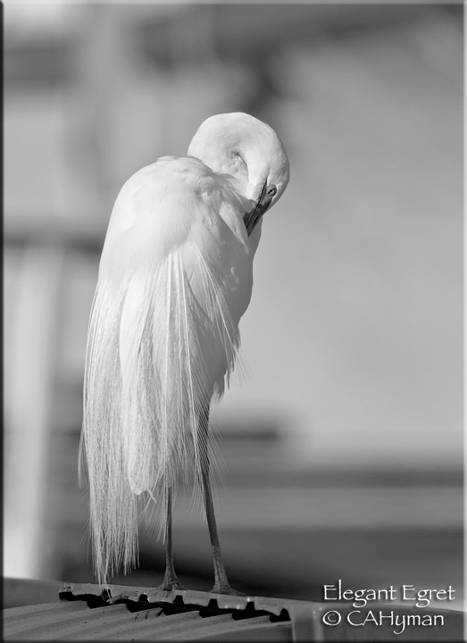 Elegant Egret