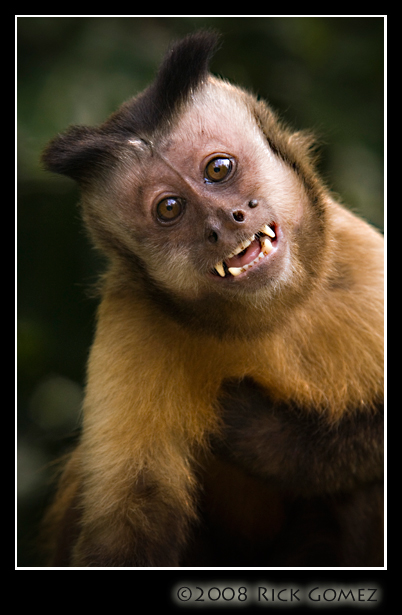 Say Cheese!