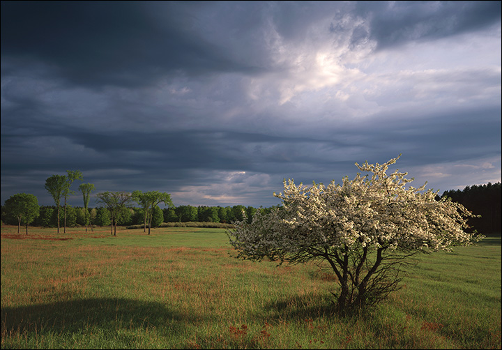 Spring at Pigeon River