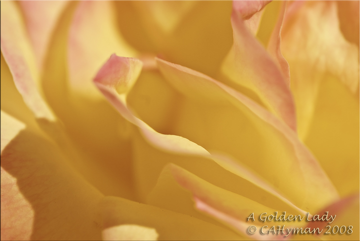 A Golden Lady