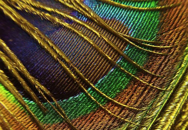 Peacock Feathers
