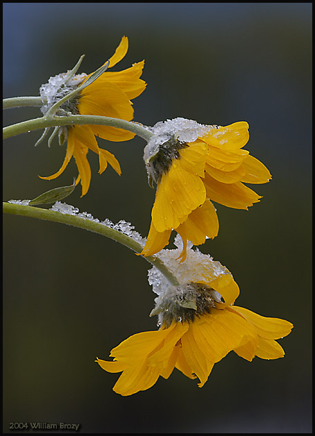 Spring Snow