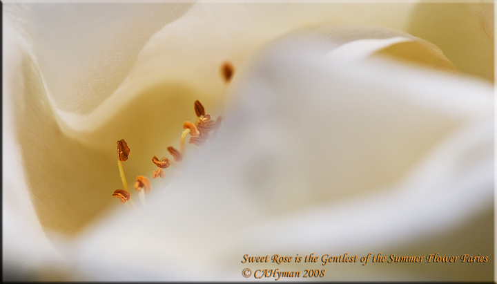 Sweet Rose is the Gentlest of the Summer Flower Fairies