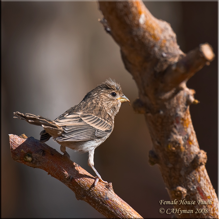 Female House Finch
