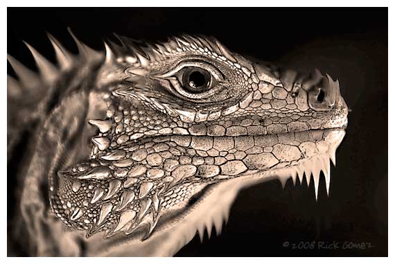 A Dragon Unleashed