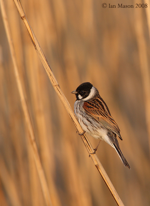Reed Bunting