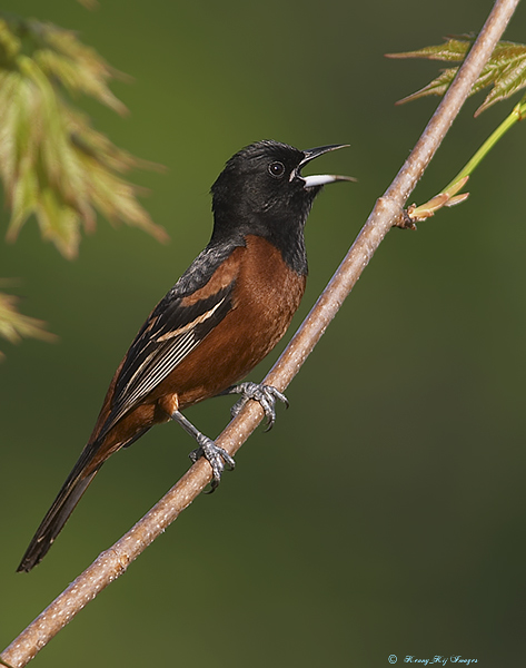 Orchard Oriole