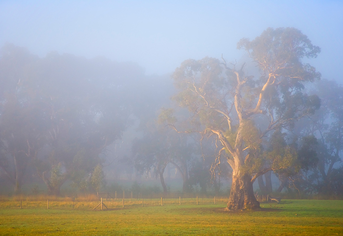 White Gum Sunrise