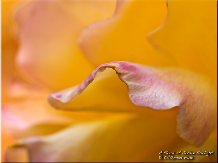A Flood of Golden Sunlight