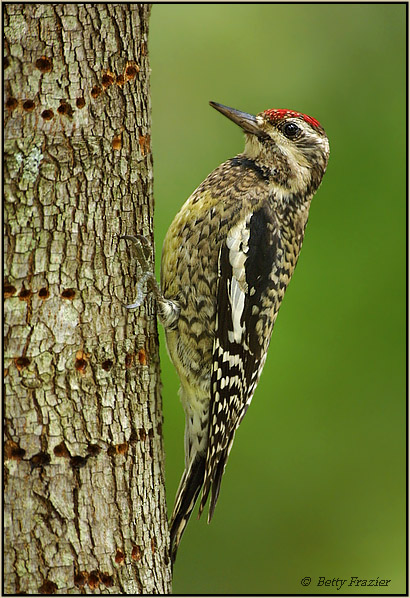 Yellow-bellied Sapsucker