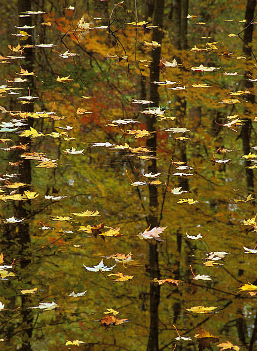 Fall in 3-d