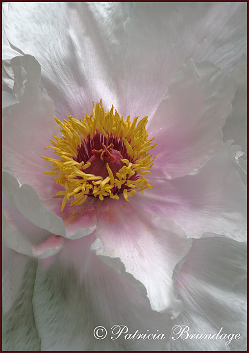 Peony #1