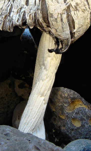 WC333 Mushroom with Ballerina 'Legs'