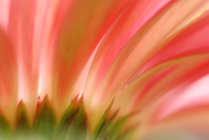 Gerbera Rays - Flora Theme