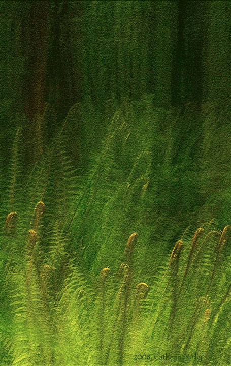 Ferns and Forest