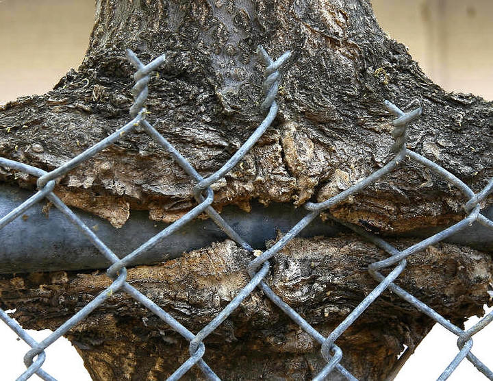 WC #334 - Fence eating tree