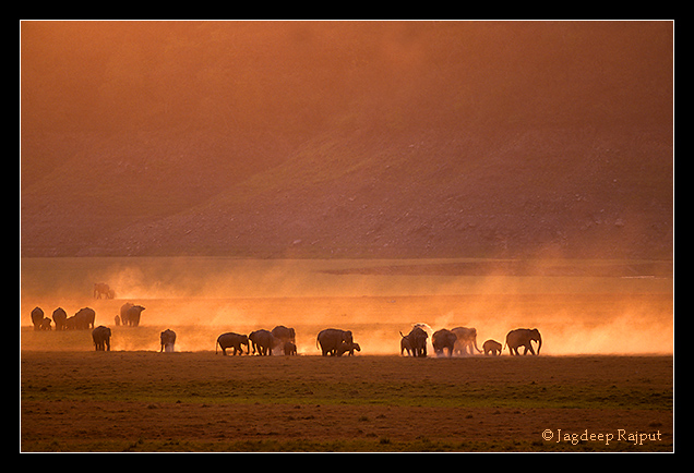 Indian Elephants on the riverbed of Ramganga river at dusk.