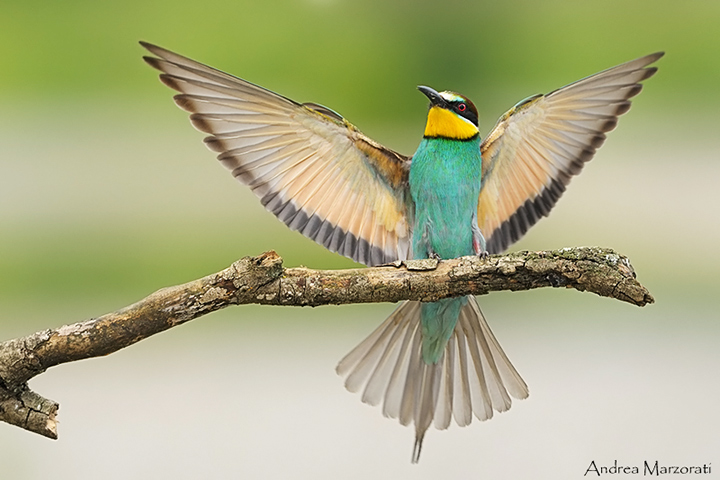 European Bee-eater