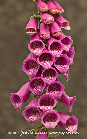 Foxglove