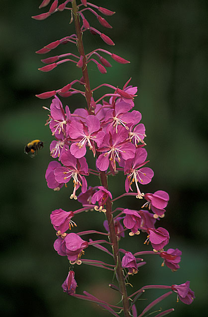 Fireweed, Acadia National Park, Maine
