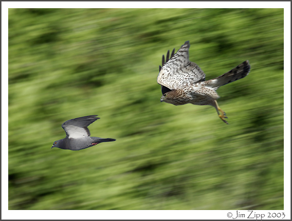 Coopers and Rock Pigeon (Photo-Illustration)
