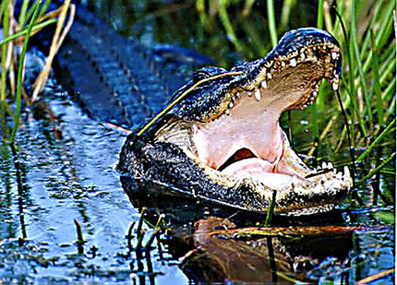 Angry (?) Alligator