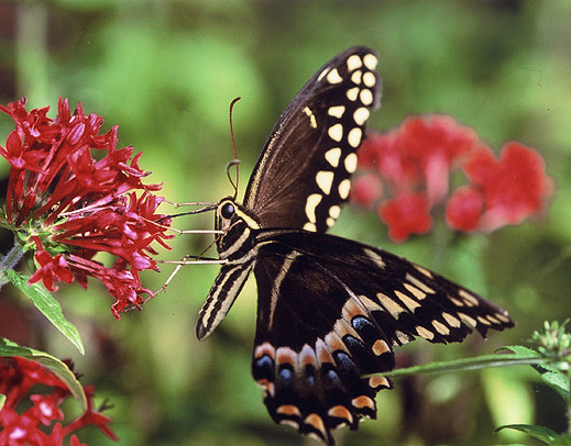 Palamedes Swallowtail